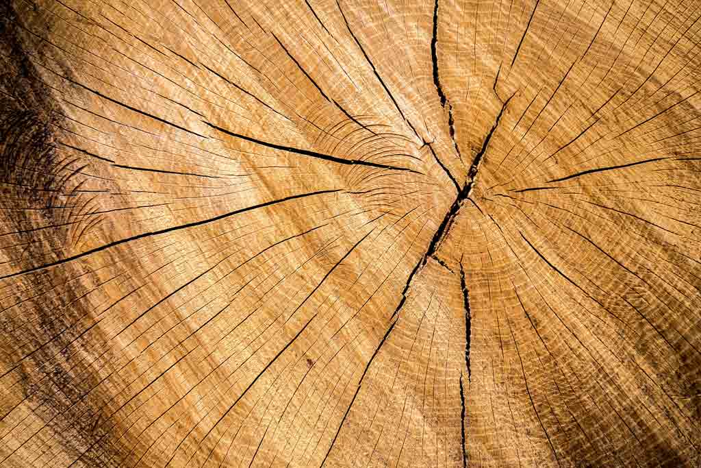 The Story of Carla Parnacher (Creek/Cherokee) simon-stankowski-jVVgYBLKZ5s-unsplash