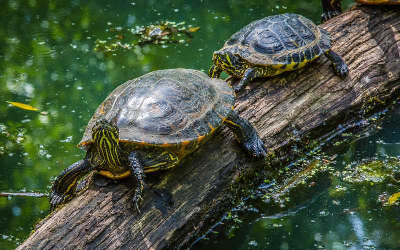 big turtle and little turtle